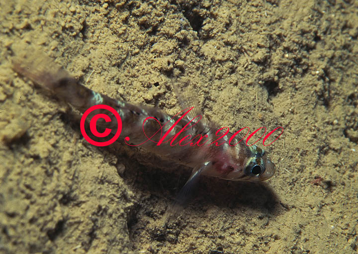 Didogobius splechtnai e Gammogobius steinitzi